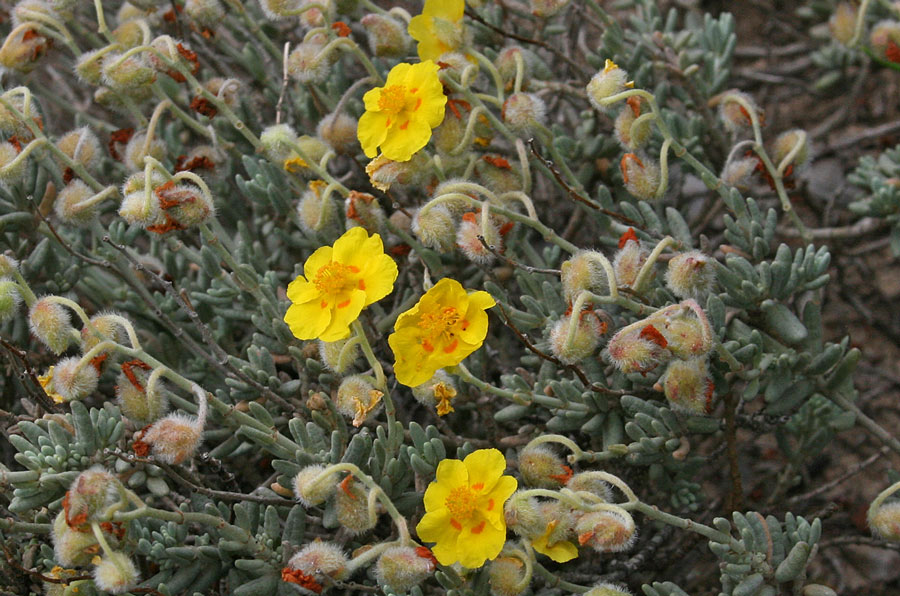<i>Helianthemum caput-felis</i> Boiss.