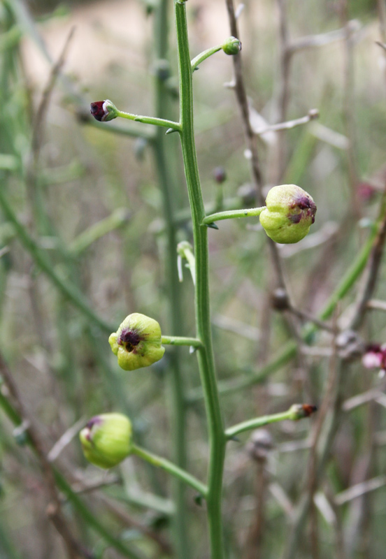 <i>Scrophularia ramosissima</i> Loisel.