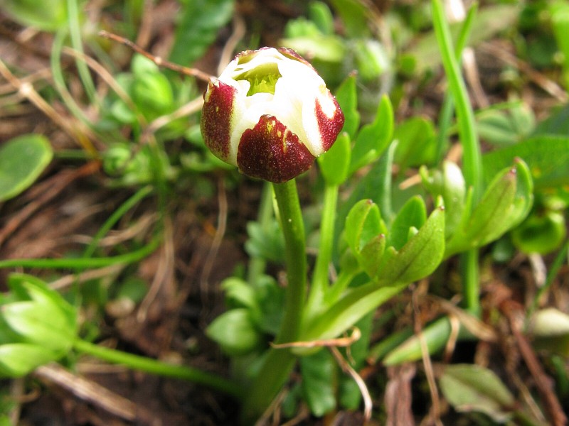 <i>Ranunculus alpestris</i> L.
