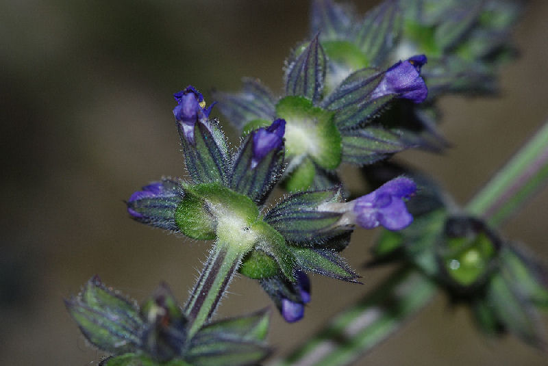 <i>Salvia verbenaca</i> L.