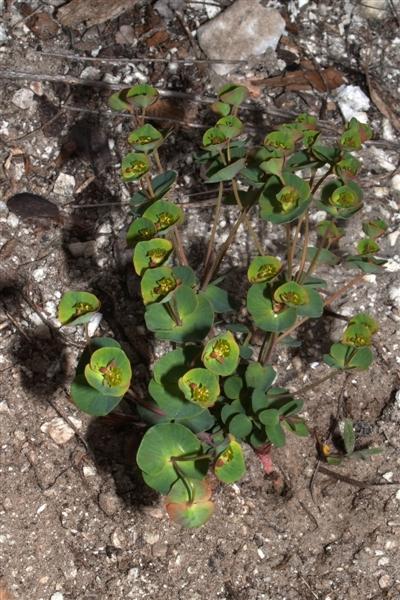 <i>Euphorbia vallinoana</i> Belli