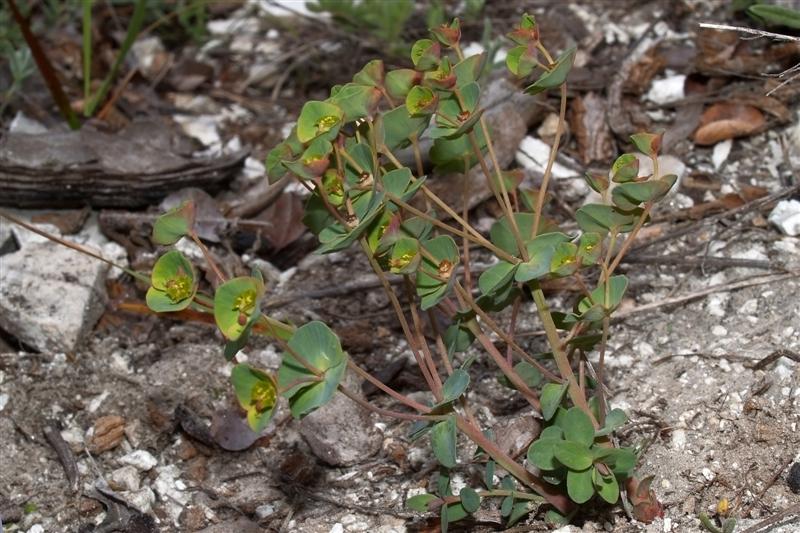 Euphorbia valliniana Belli (Medium).jpg