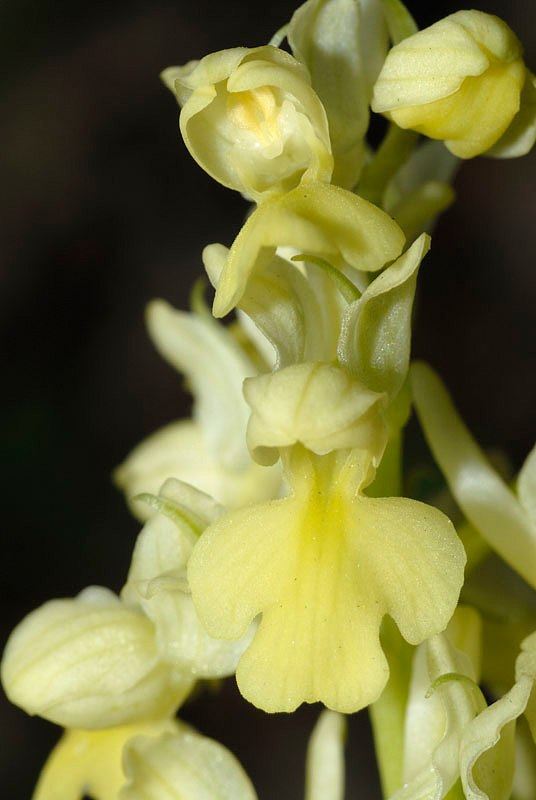 <i>Orchis pallens</i> L.