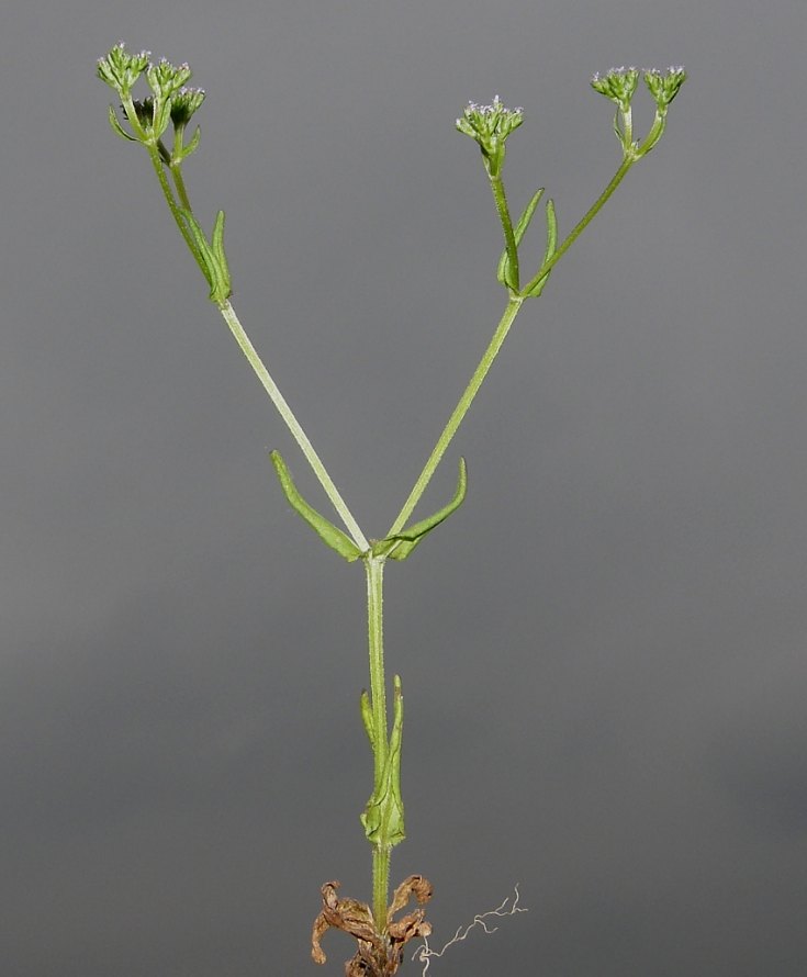<i>Valerianella eriocarpa</i> Desv.