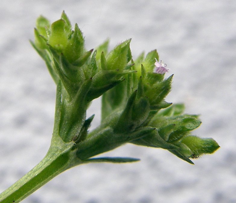 <i>Valerianella eriocarpa</i> Desv.