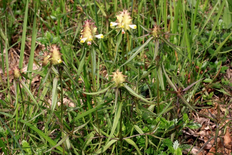 <i>Melampyrum cristatum</i> L. subsp. <i>cristatum</i>