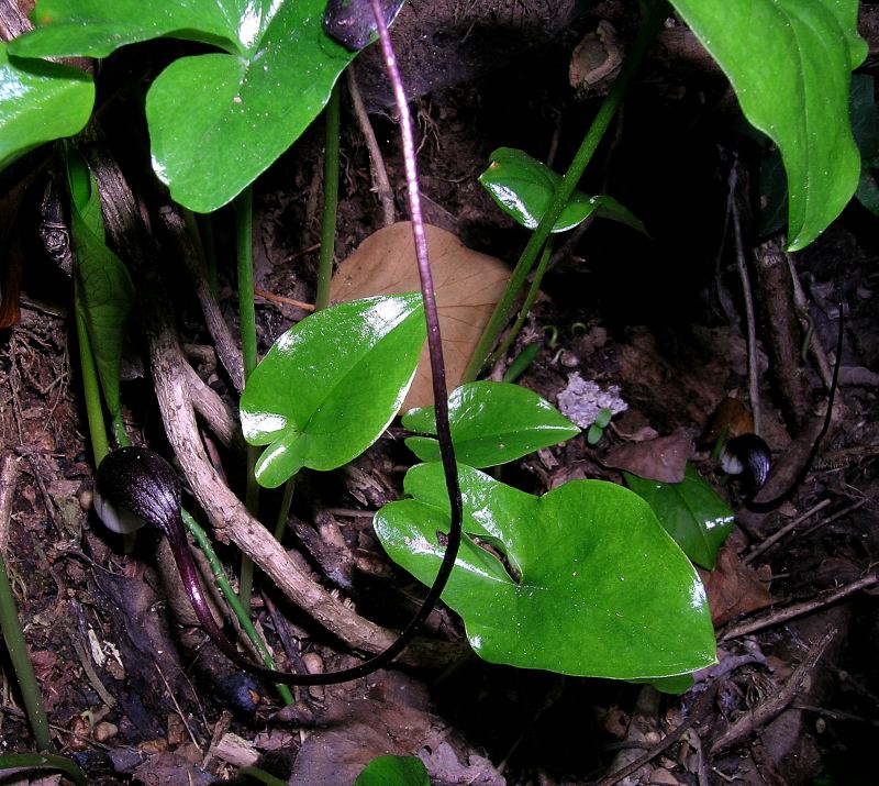 <i>Arisarum proboscideum</i> (L.) Savi