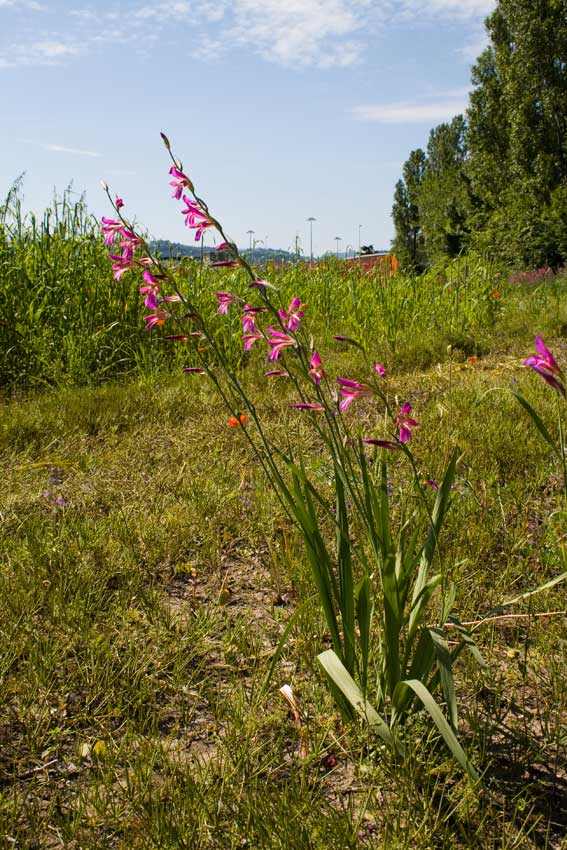 Gladiolus-italicus_7620.jpg