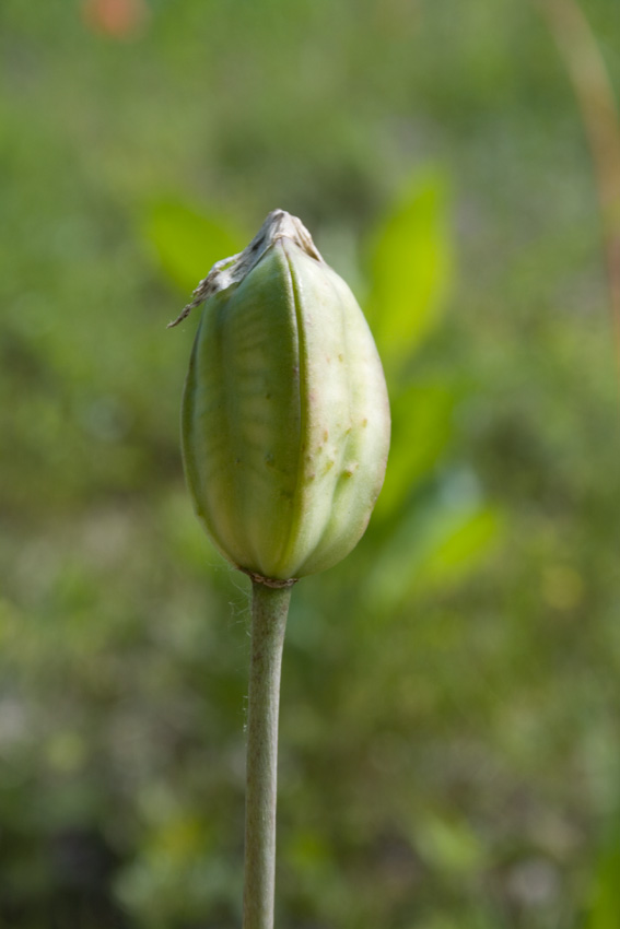 Tulipa-sylvestris-A.jpg