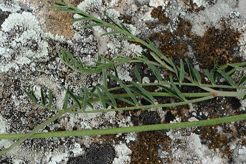 <i>Astragalus aquilanus</i> Anzal.