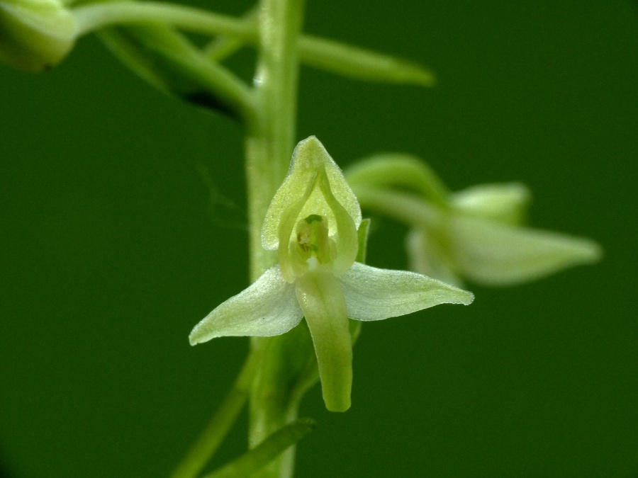 Platanthera bifolia {F 231}