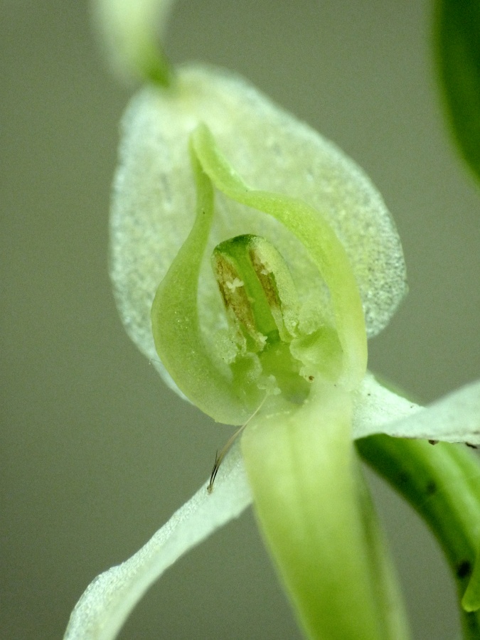 Platanthera bifolia (L.) Rich. {F 231}