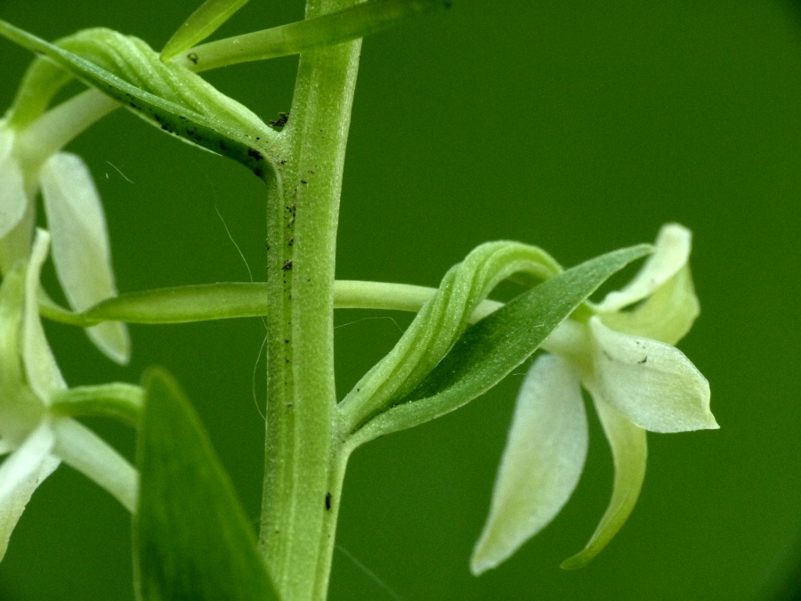 Platanthera bifolia {F 231}