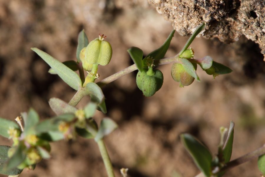<i>Euphorbia sulcata</i> Lens ex Loisel.