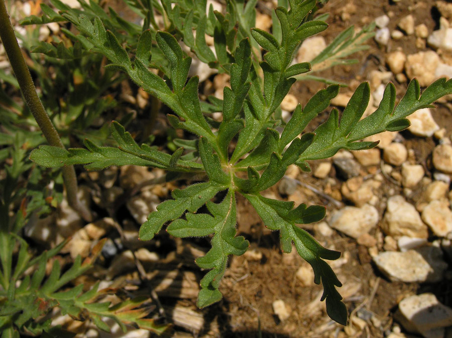 <i>Geranium tuberosum</i> L. subsp. <i>tuberosum</i>