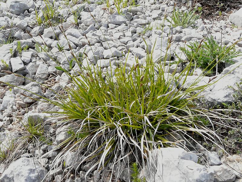 <i>Carex macrolepis</i> DC.