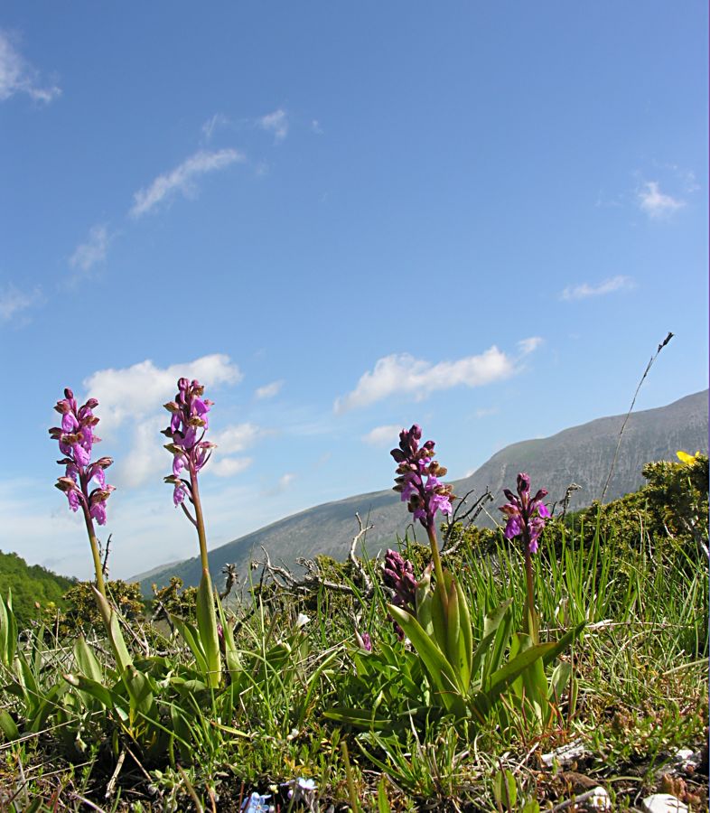 <i>Orchis spitzelii</i> Saut. ex W.D.J.Koch subsp. <i>spitzelii</i>