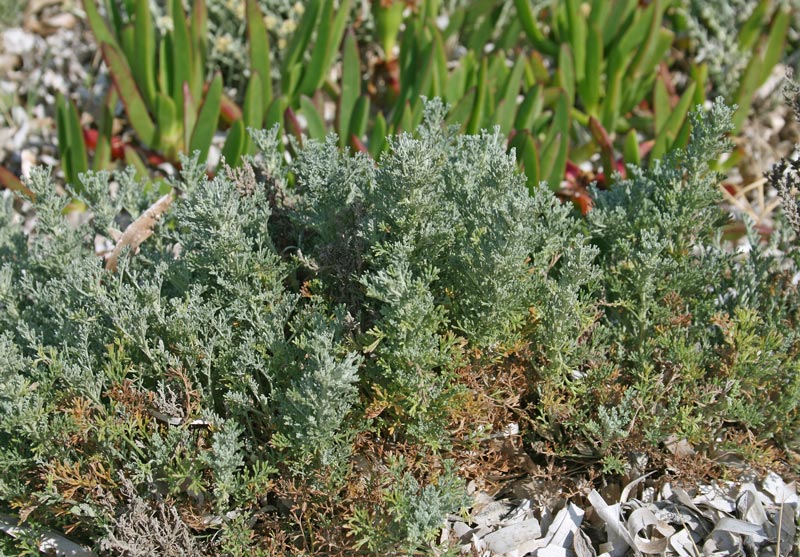<i>Artemisia caerulescens</i> L. subsp. <i>densiflora</i> (Viv.) Kerguélen & Lambinon