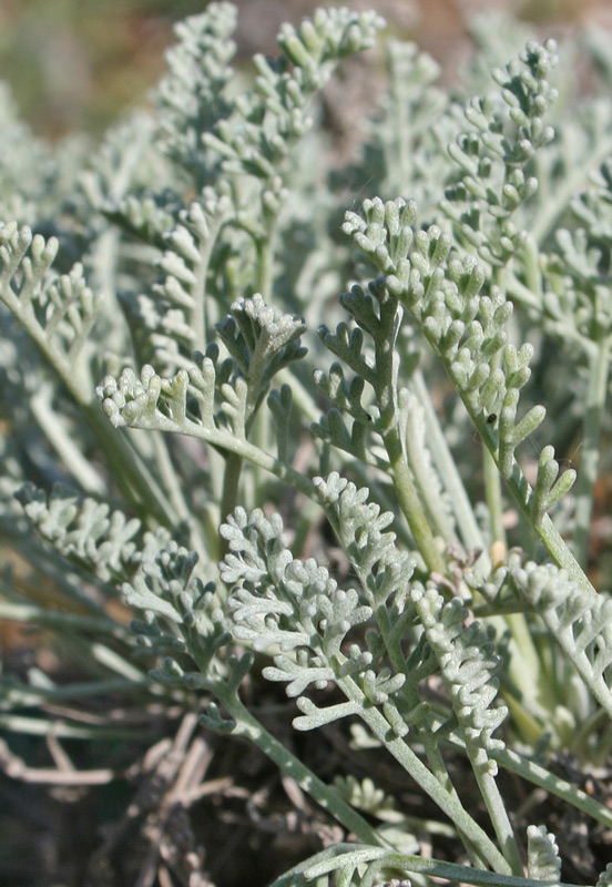 <i>Artemisia caerulescens</i> L. subsp. <i>densiflora</i> (Viv.) Kerguélen & Lambinon