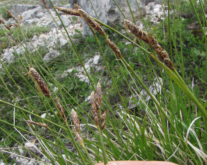 <i>Carex macrolepis</i> DC.