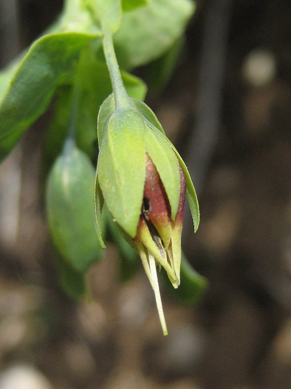 <i>Cerinthe minor</i> L. subsp. <i>auriculata</i> (Ten.) Domac