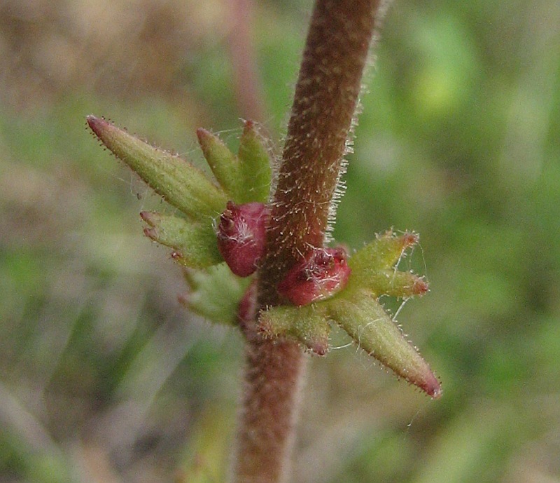 <i>Saxifraga bulbifera</i> L.