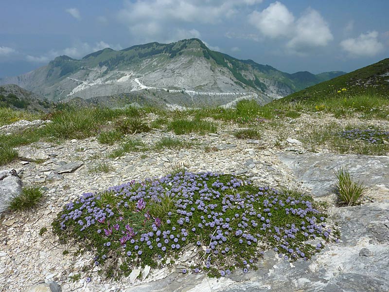 <i>Globularia cordifolia</i> L.