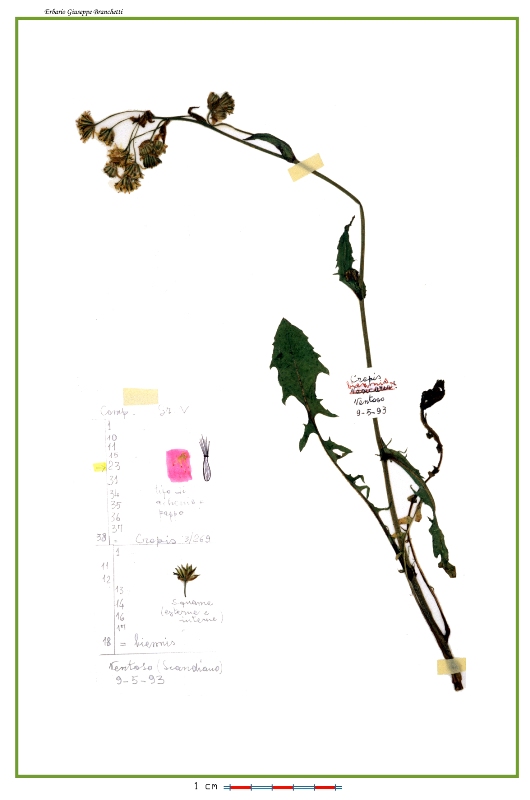 <i>Crepis biennis</i> L.