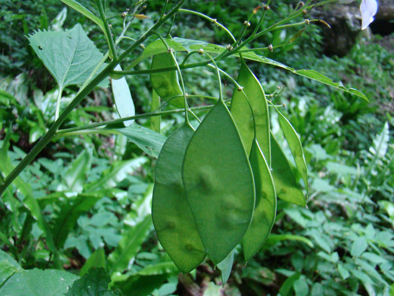 <i>Lunaria rediviva</i> L.