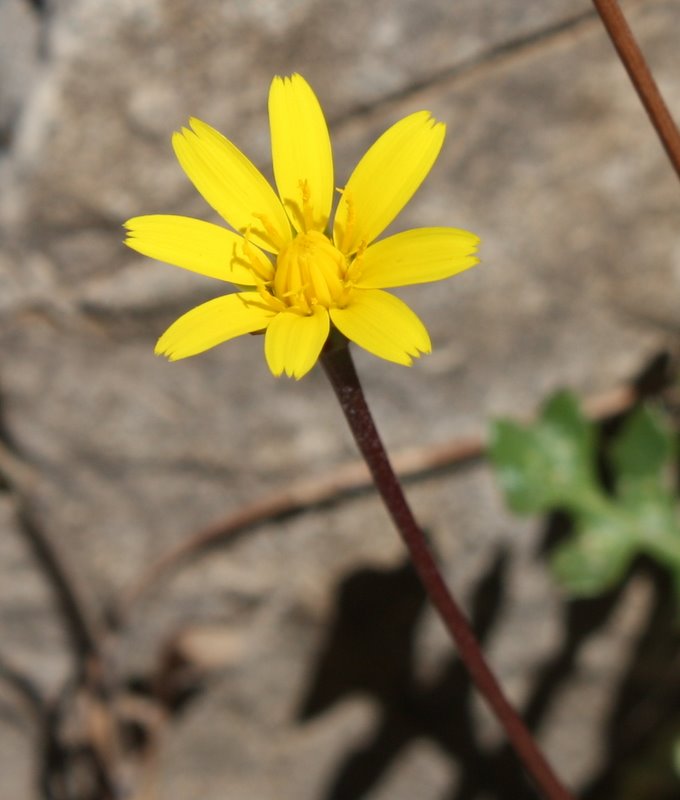 <i>Hyoseris lucida</i> L. subsp. <i>taurina</i> (Pamp.) Peruzzi & Vangelisti