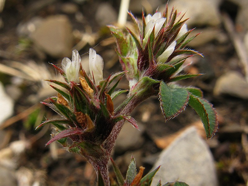 Trifolium scabrum 2.jpg