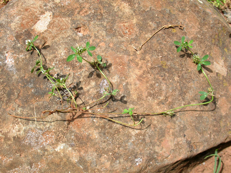 Trifolium-scabrum-8.jpg