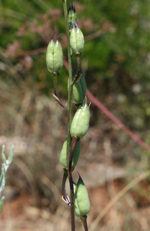 <i>Delphinium emarginatum</i> C.Presl subsp. <i>emarginatum</i>