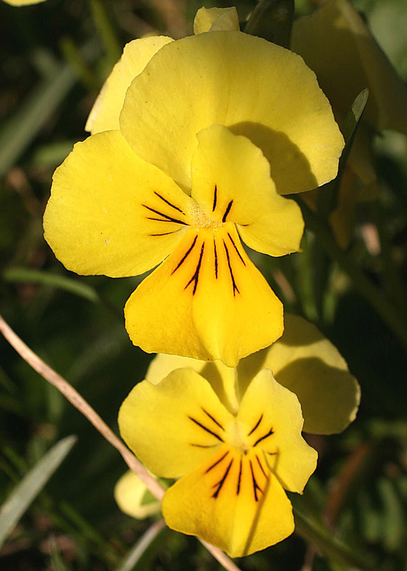 <i>Viola eugeniae</i> Parl.