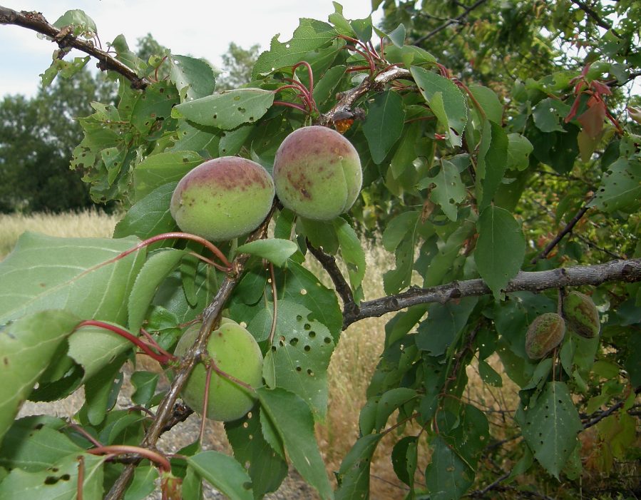 <i>Prunus armeniaca</i> L.