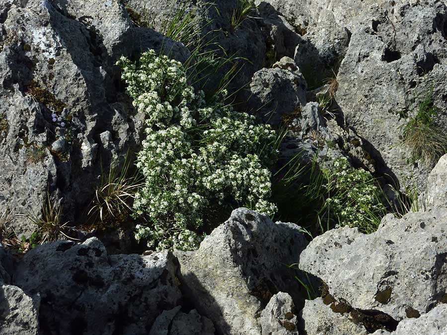 <i>Daphne alpina</i> L. subsp. <i>alpina</i>
