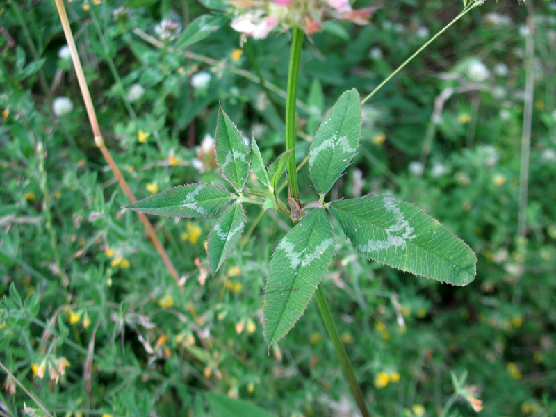 <i>Trifolium vesiculosum</i> Savi