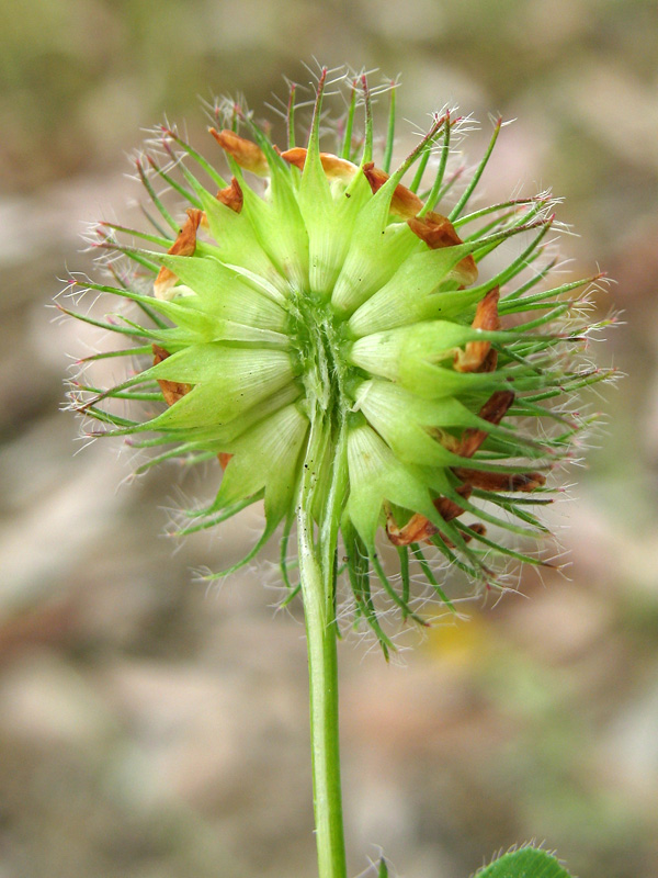 <i>Trifolium lappaceum</i> L.