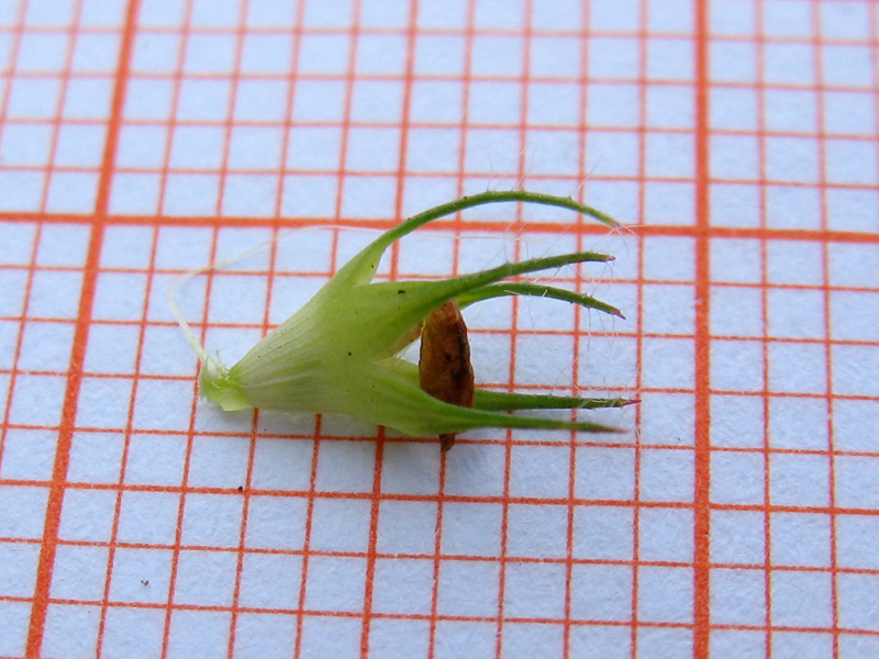 <i>Trifolium lappaceum</i> L.