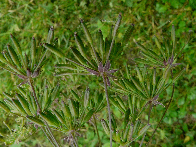 <i>Chaerophyllum temulum</i> L.