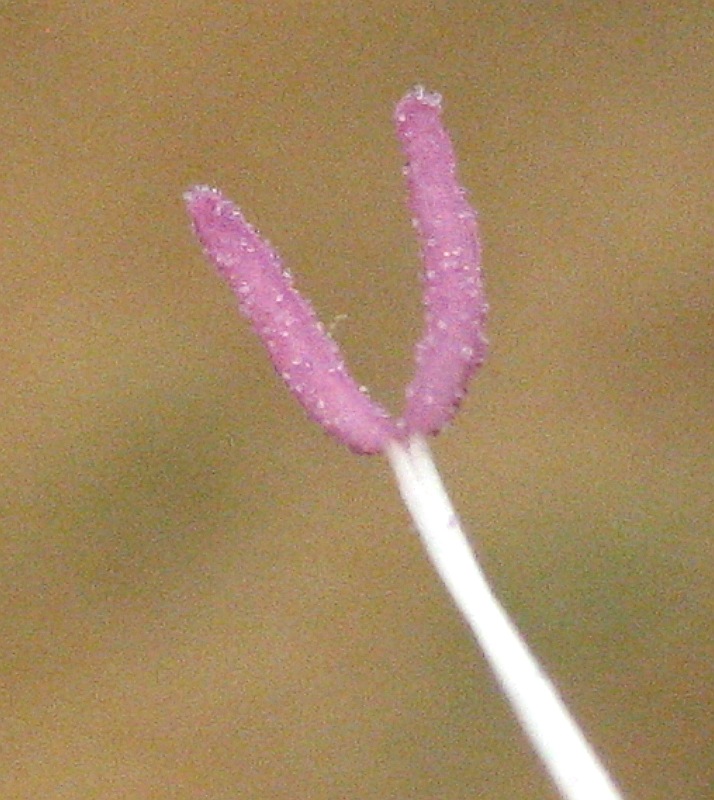 <i>Convolvulus althaeoides</i> L.