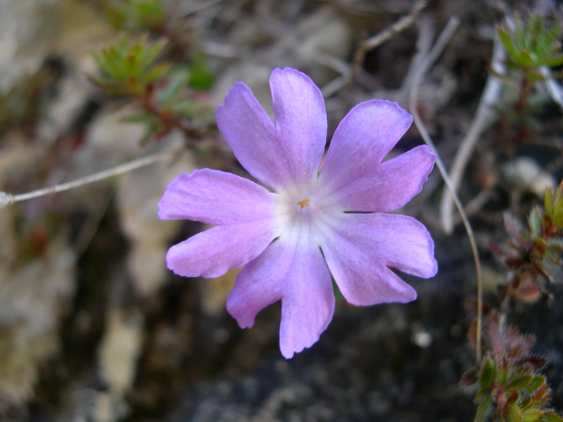 <i>Primula tyrolensis</i> Schott ex Rchb.f.