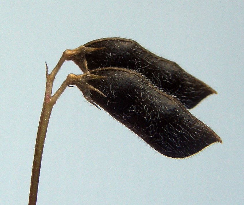 <i>Ervilia hirsuta</i> (L.) Opiz