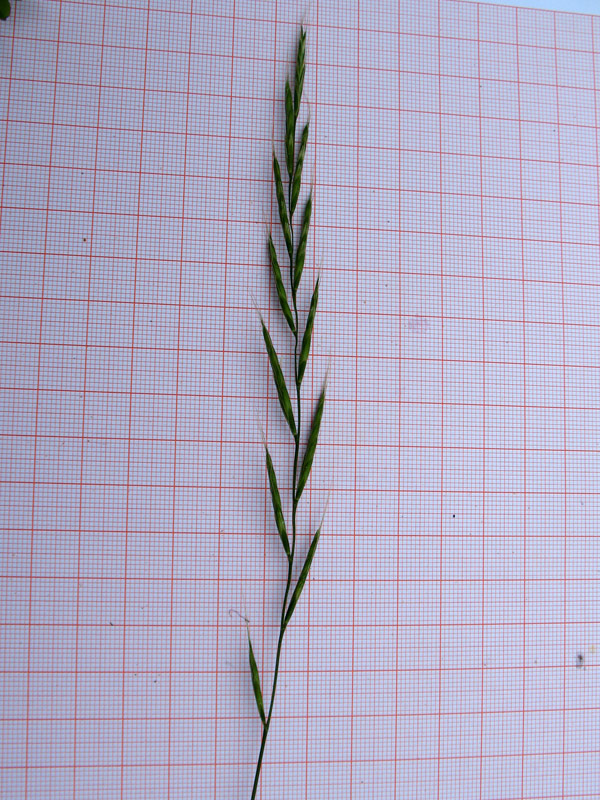 Brachypodium-sylvaticum-subsp-sylvaticum-4.jpg