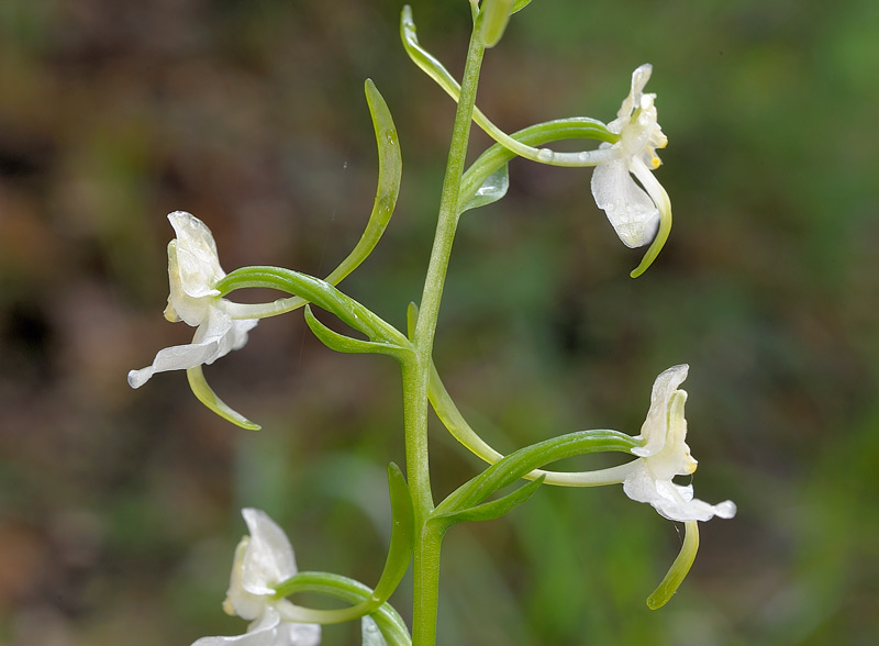 <i>Platanthera chlorantha</i> (Custer) Rchb.