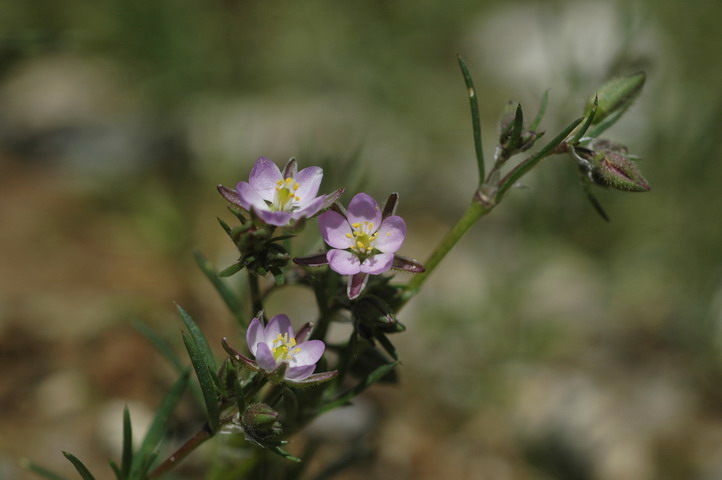<i>Spergularia rubra</i> (L.) J.Presl & C.Presl