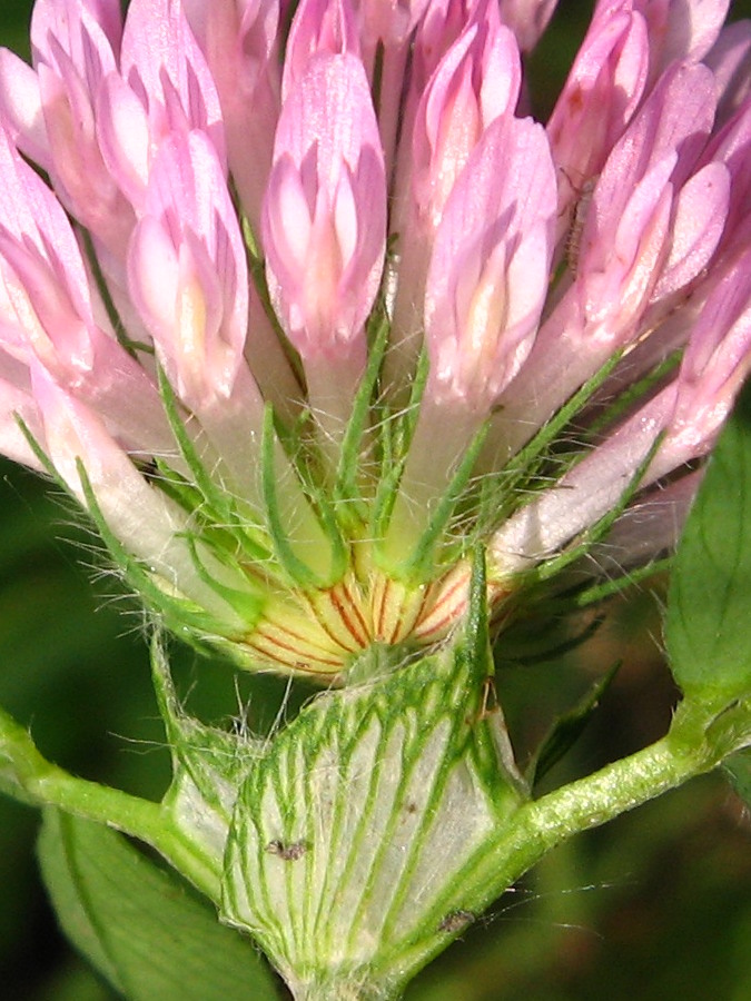 <i>Trifolium pratense</i> L.