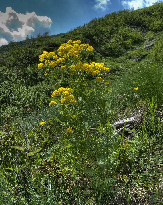 Hugueninia tanacetifolia in habitat-2010 06 24-Piamprato Soana.jpg