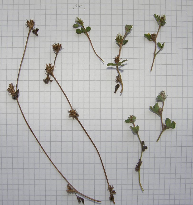 3a-Trifolium-scabrum-F-10-6n-ER.JPG