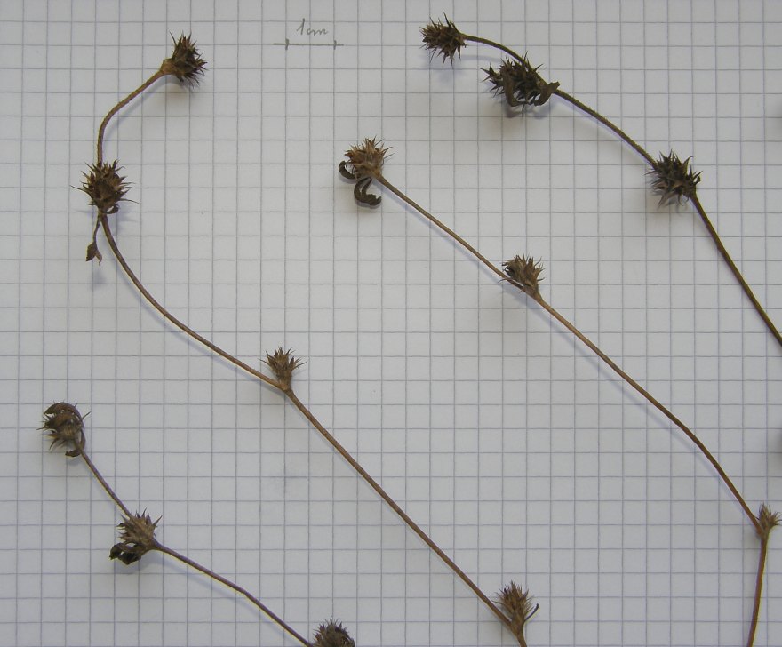 3b-Trifolium-scabrum-F-10-5v-ER.JPG